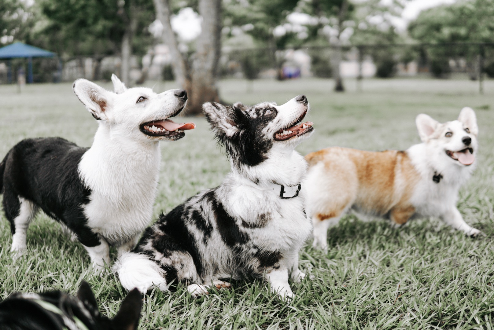 Three Days in Orlando, Florida DogFriendly Travel Guide Navy