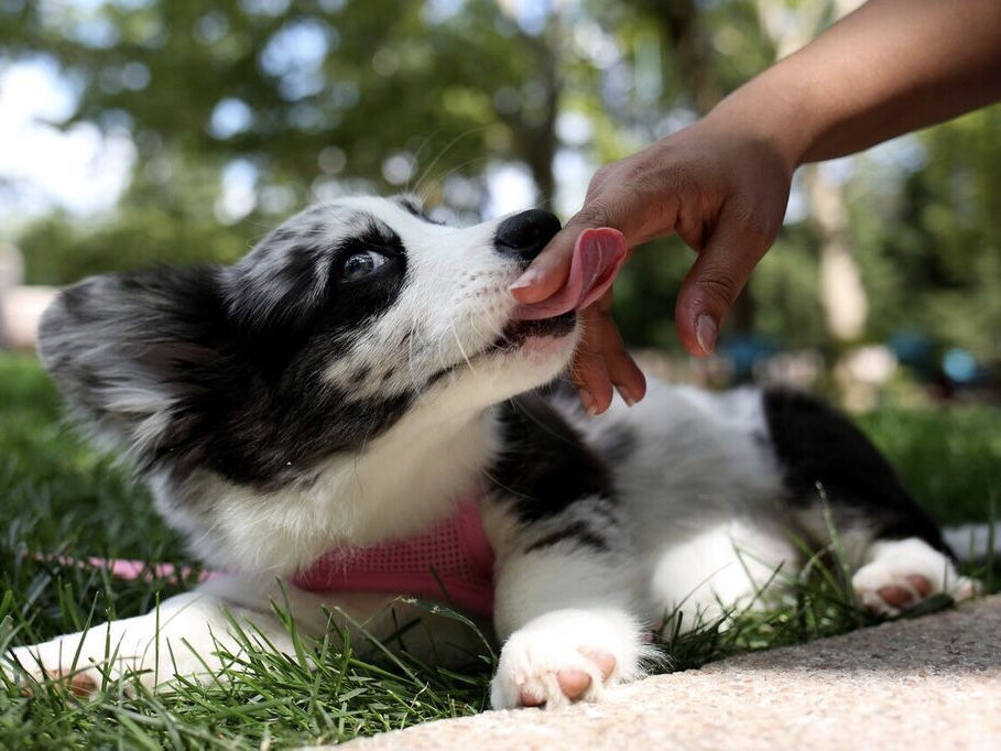 corgi puppy