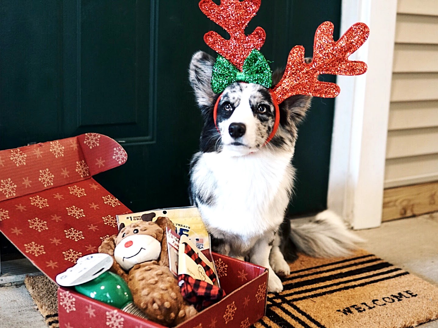 pupbox corgi puppy