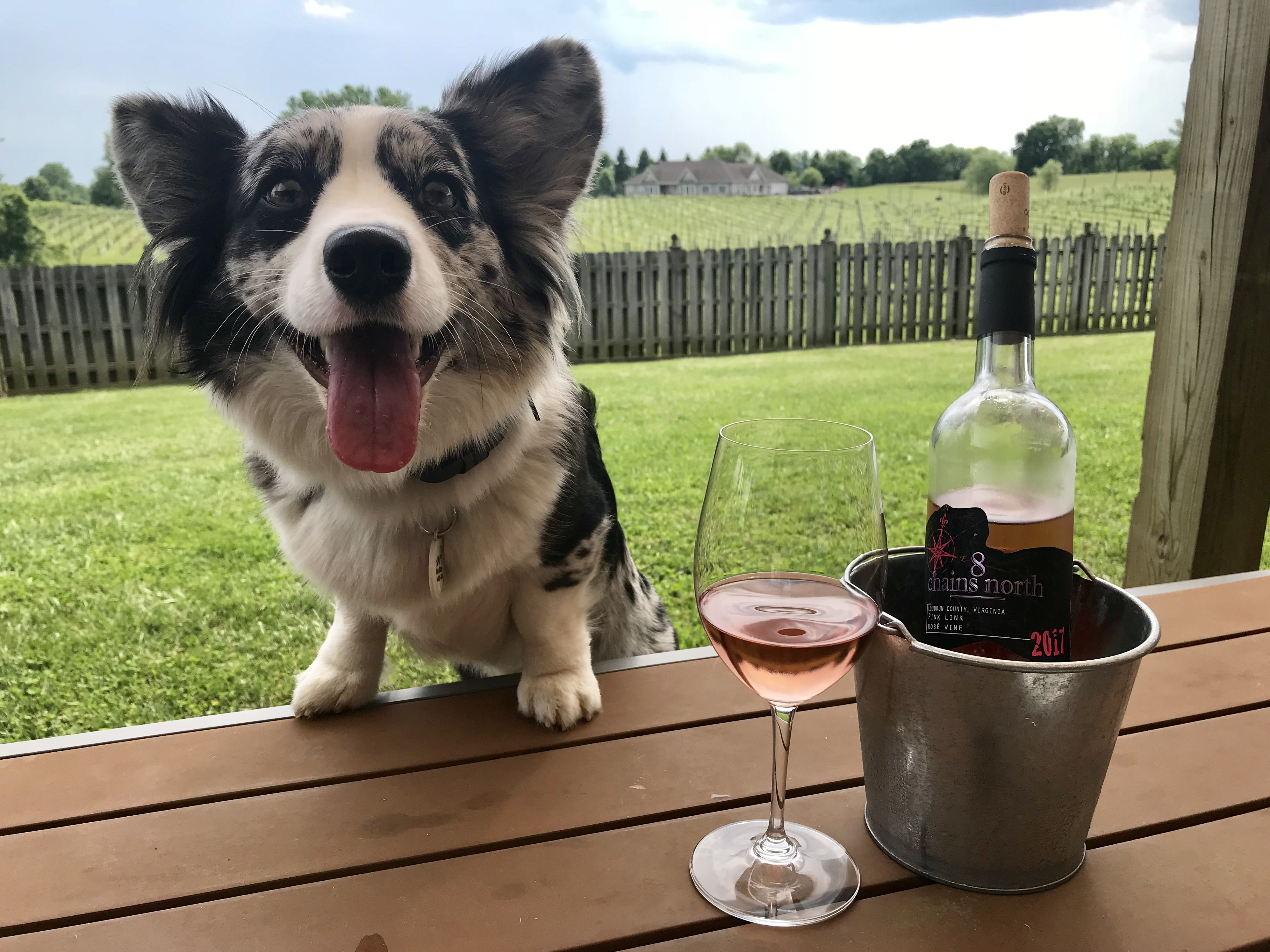 dog-friendly winery
