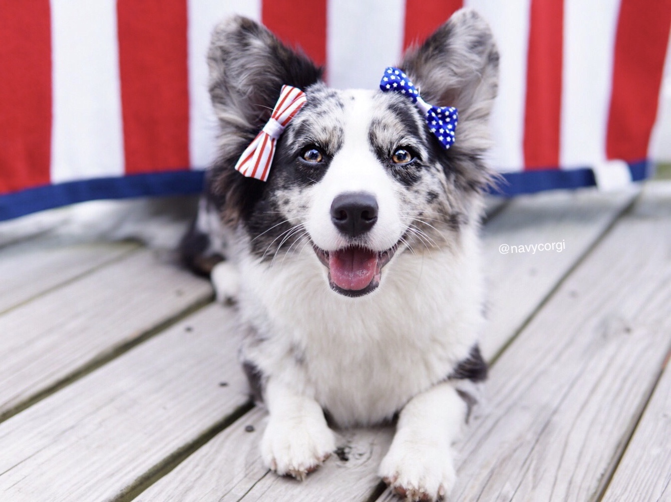 fourth of July dog treats