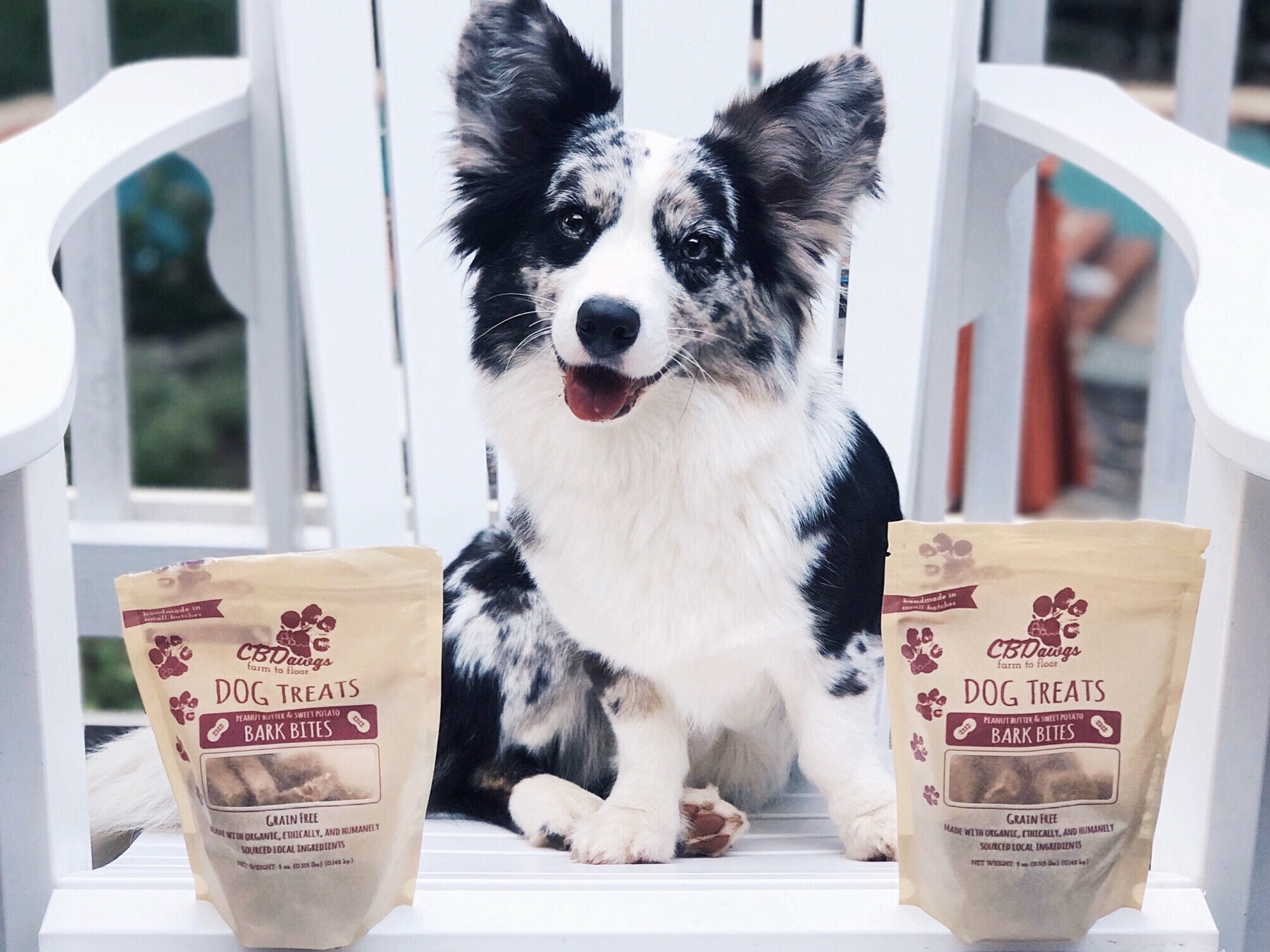 CBD dog treats