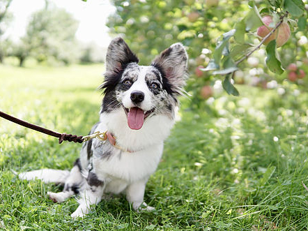 dog friendly apple picking