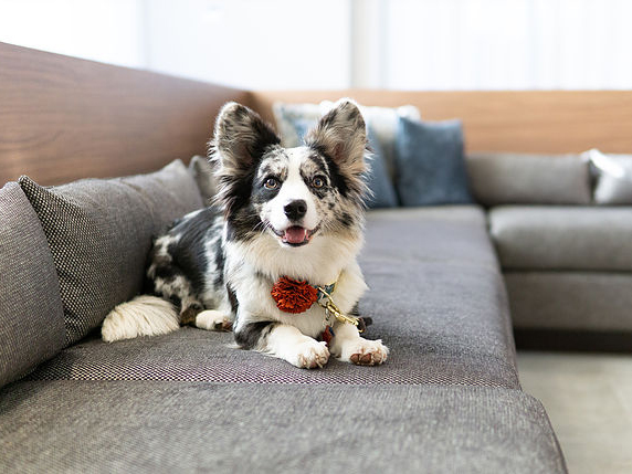 dog friendly apartments dc