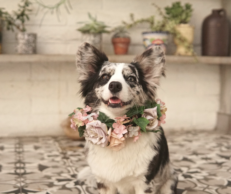 cardigan corgi dog in flower collar