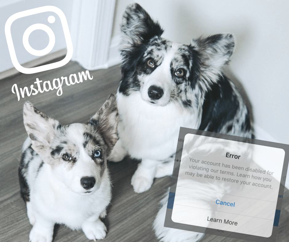 two corgi dogs instagram