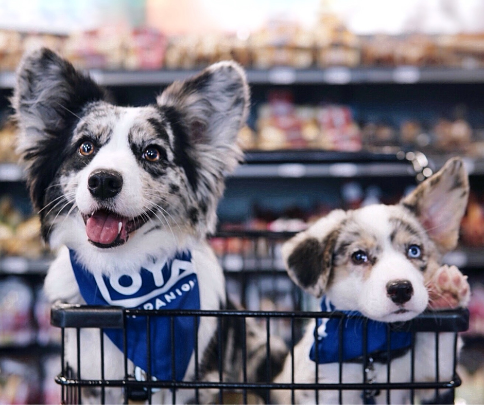 two puppies in a shopping cart