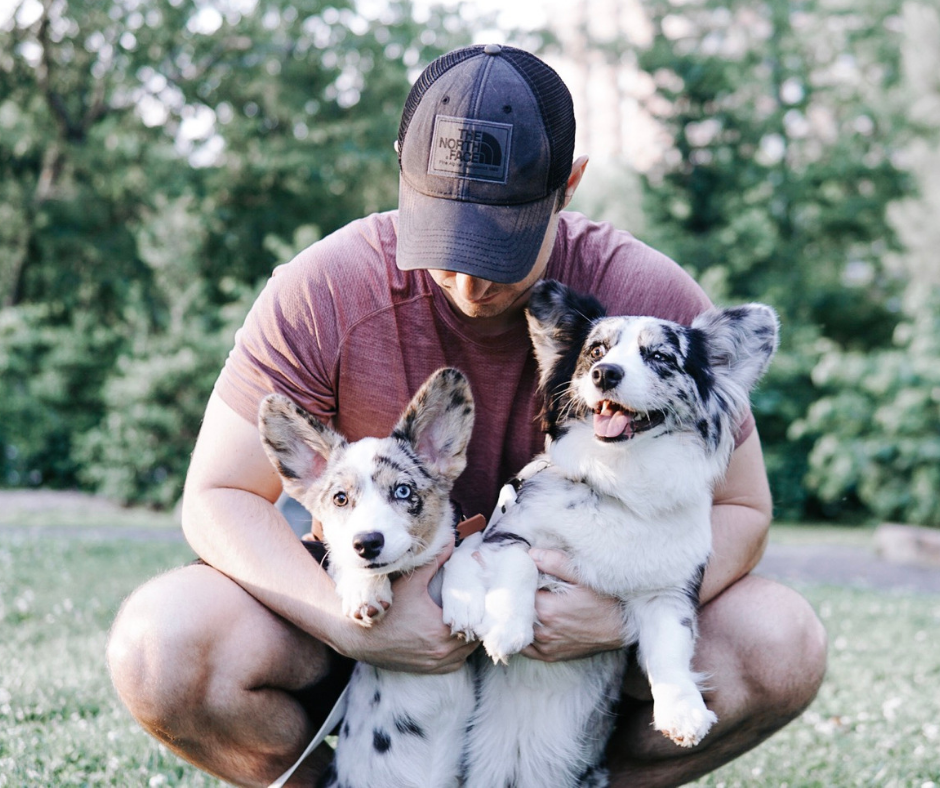 dog dad and two corgis