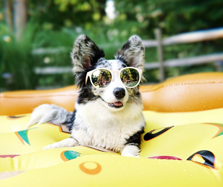 corgi dog on pool inflatable pizza