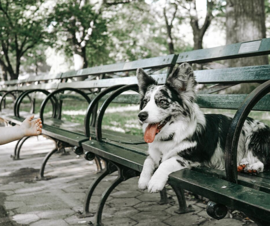 child reaching for dog