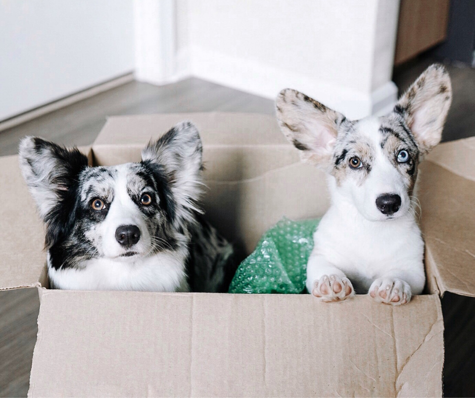 two dogs in a moving box