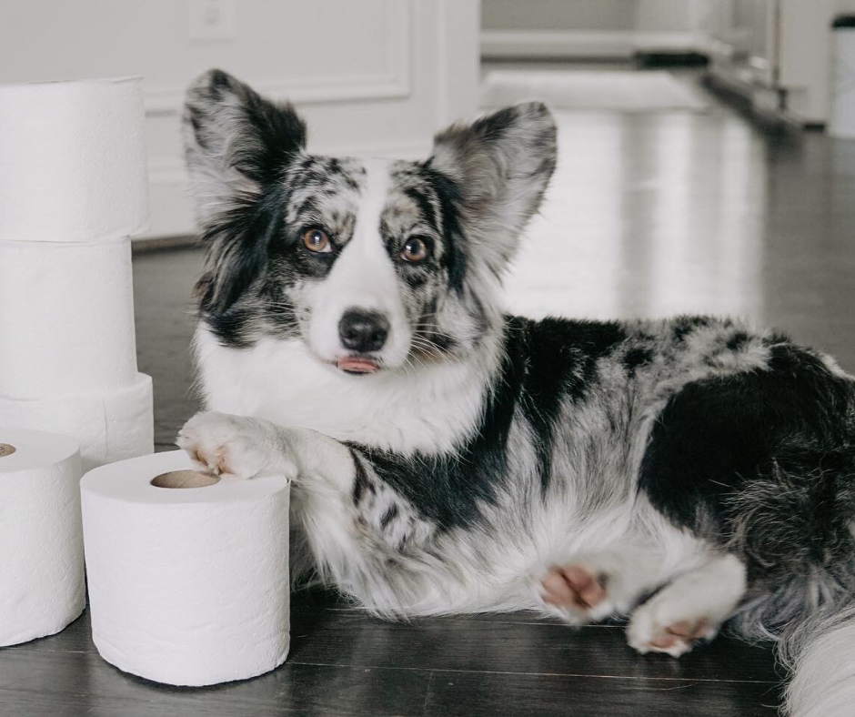 dog with toilet paper