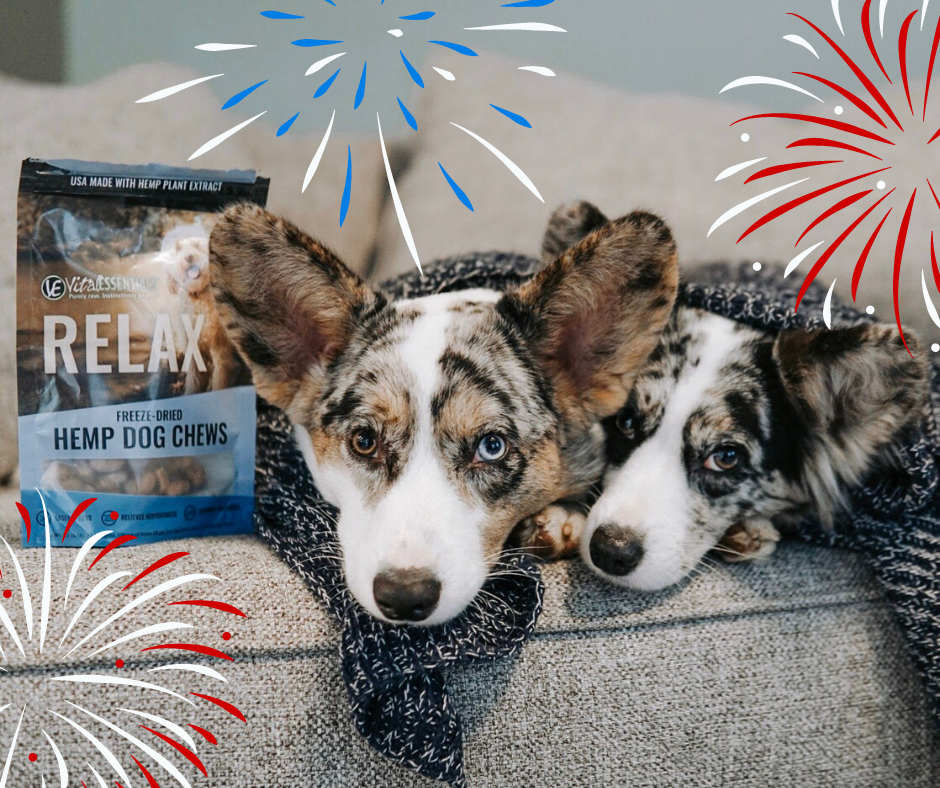 two dogs and fireworks