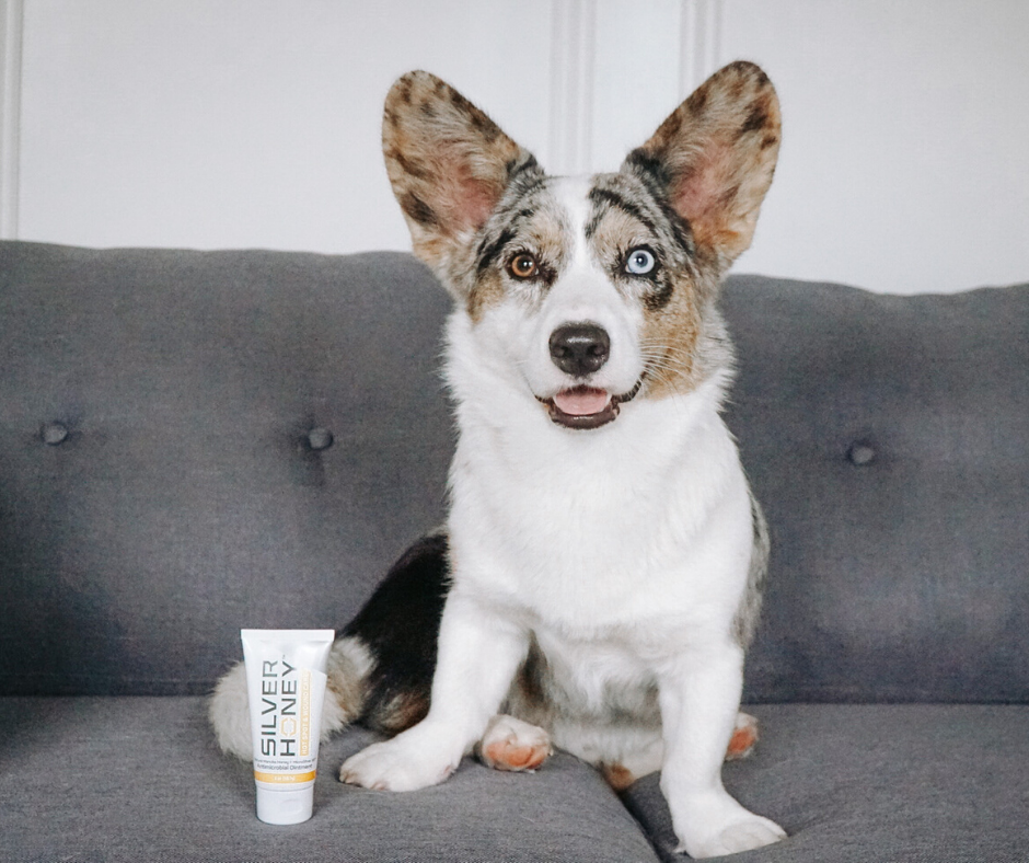 dog on couch with hot spot